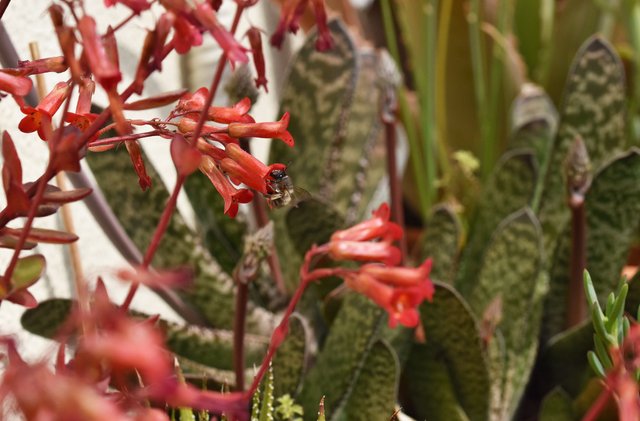 kalanchoe flowers bee succulents.jpg