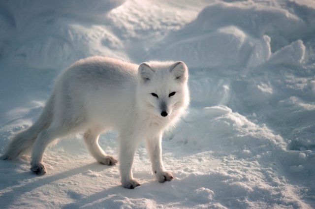 Arctic Foxes.jpeg