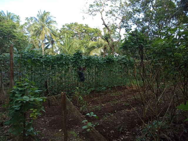 garden 2.jpg