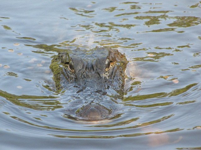 alligator-49173_960_720.jpg