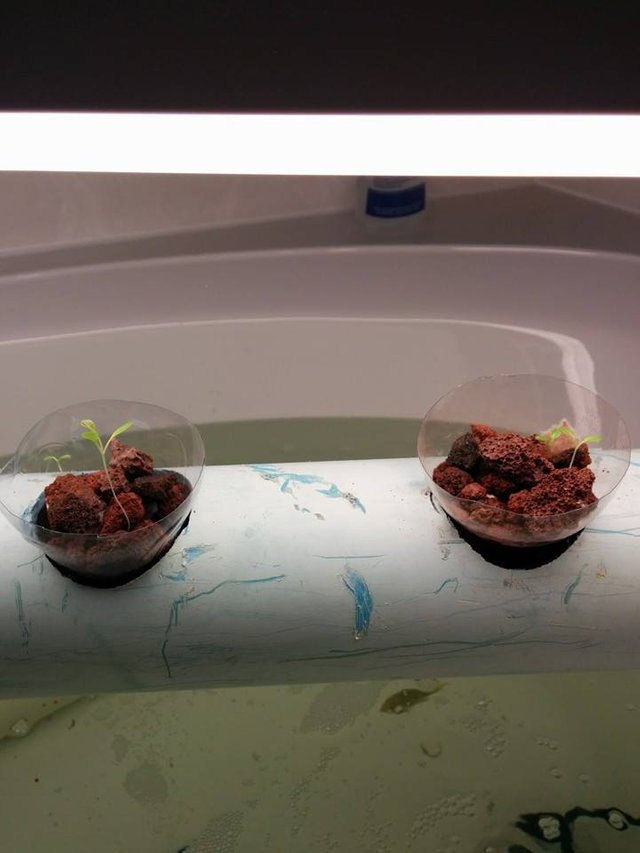 aquaponics2.jpg