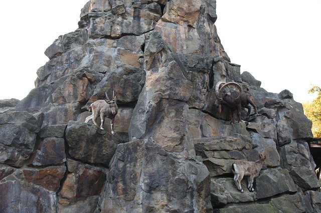 Goats on mountain.JanaB1989.jpg