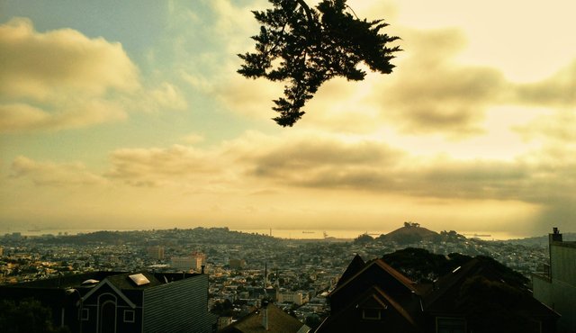 The Tree Overlooking San Francisco.jpg