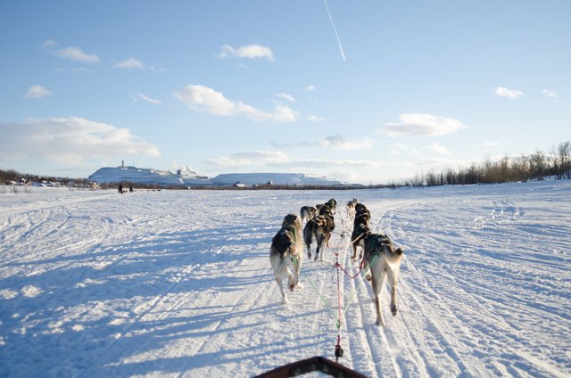 NIKON D7000_KirunaDogSledding-2535.jpg