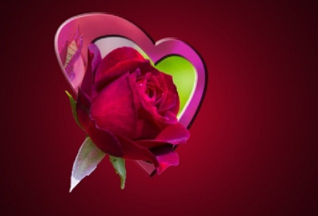 10 rose red love red rose flower rose bloom heart.jpg