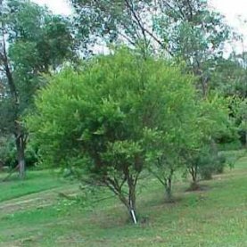 lemon-tea-tree-crop-277x277.jpg