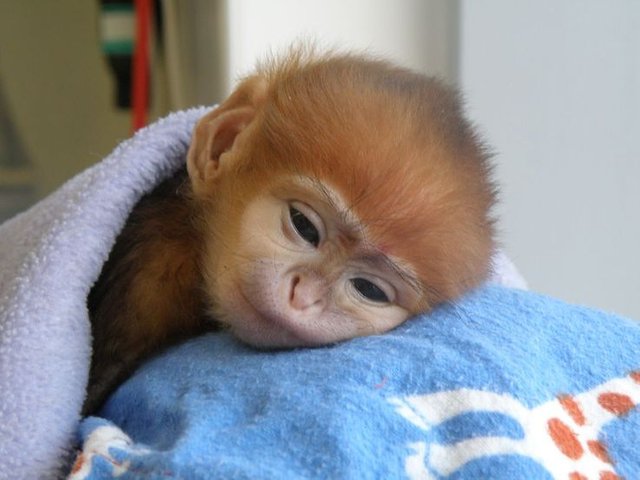 3fae1cda011d7952078def84d9c339e5--primates-cute-babies.jpg