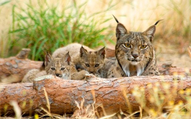 image_4453e-Iberian-Lynx.jpg