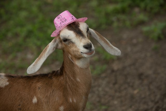 MaxPixel.freegreatpicture.com-Mammal-Goat-Cheerful-Farm-Young-Funny-Cute-Pink-2347434.jpg