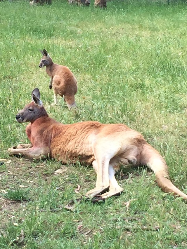 kangaroo1.JPG