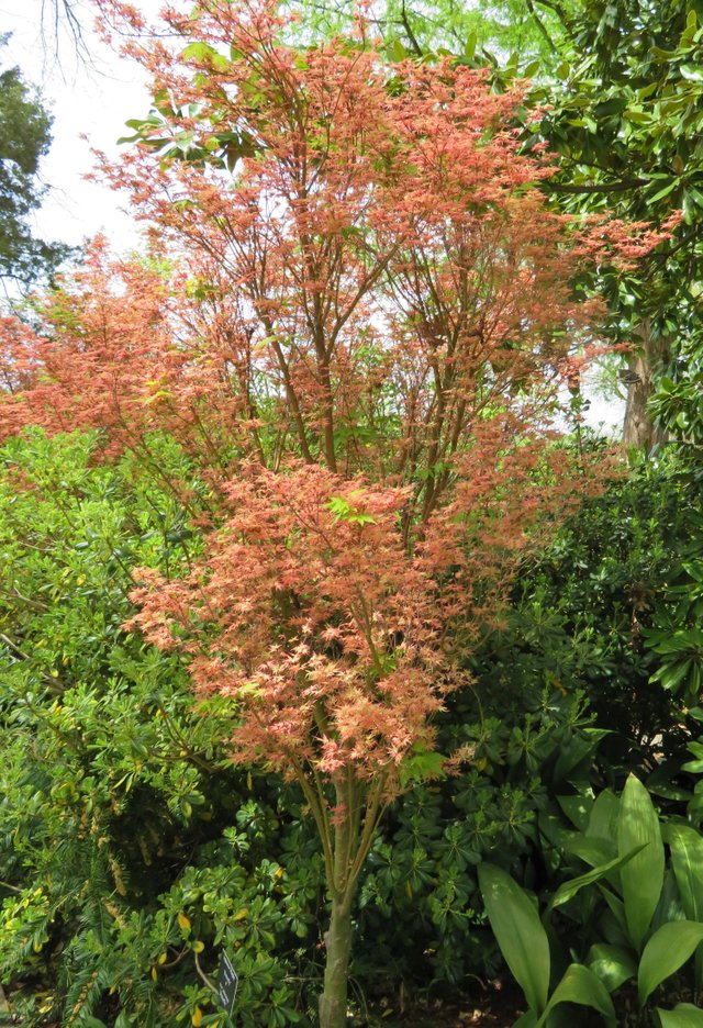 JapaneseMaple2.JPG