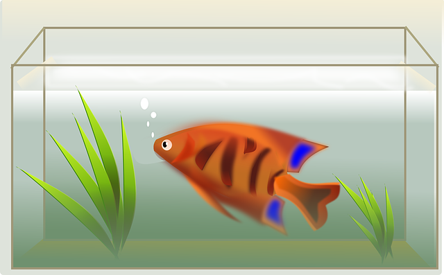 fish-47651_640.png