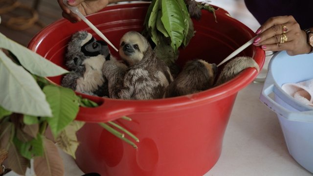 Baby sloths_L.jpg