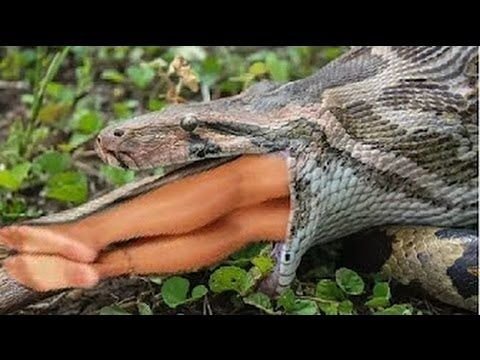 8 Largest Living Snakes In The World Steemit