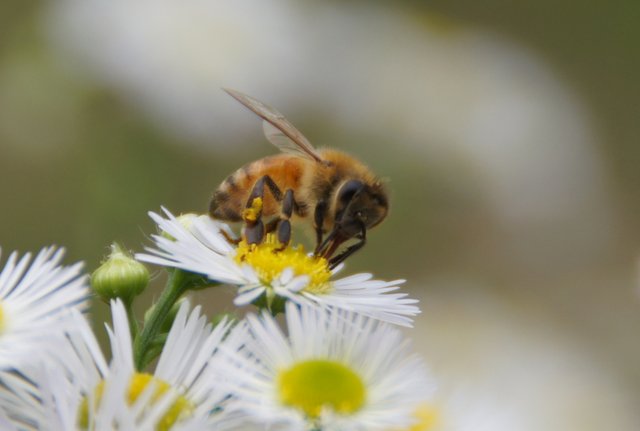 bee111_00017.jpg