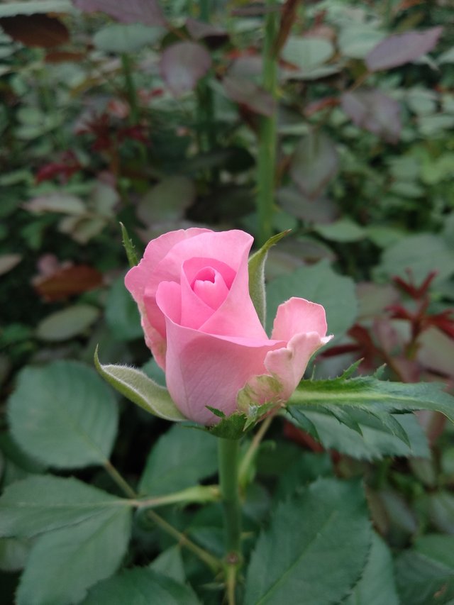Pink Rose - Photo Credits: Chetan Naik