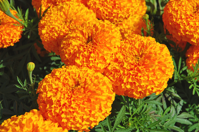 Marigold-flower.png