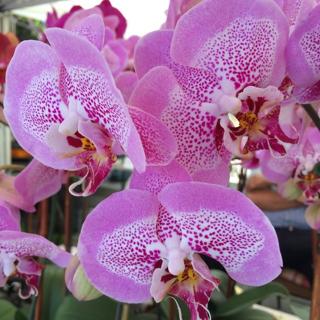 orchid1.JPG