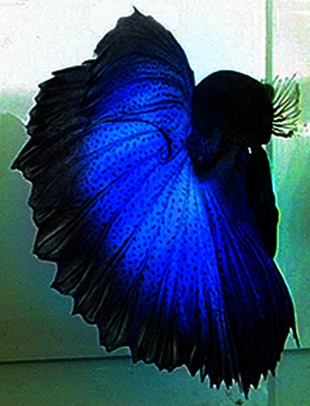 Betta-gxFdi9-01.jpeg