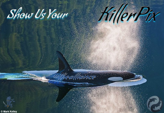 Killerpix Contest Killerwhale.png