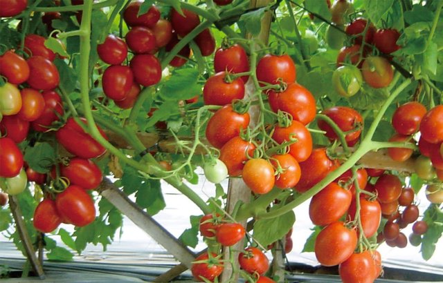 tomat-2 (Photo by wikimedia - ricamei.wordpress.com 2016-11-30 budidaya-tanaman-tomat).jpg