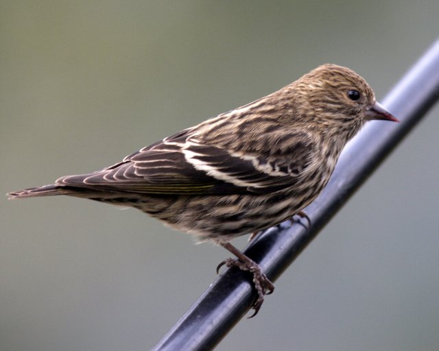 siskin2.jpg