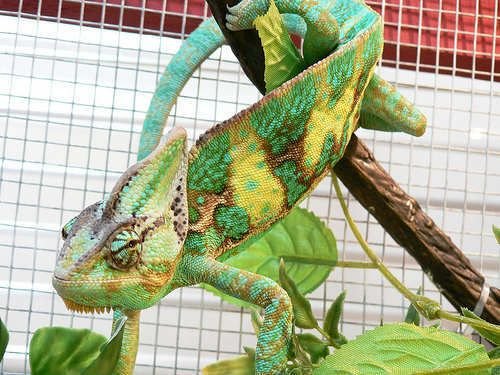 c8dd14de418674132fdbfdeb75b78a63--chameleons-lizards.jpg