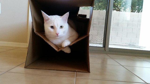 cat condo.jpg