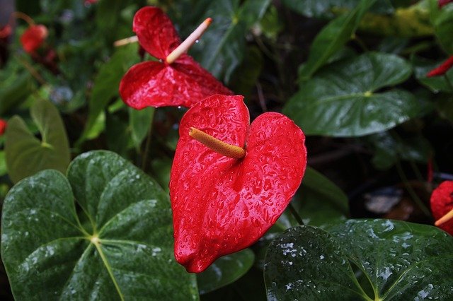 anthurium-3235254_640.jpg