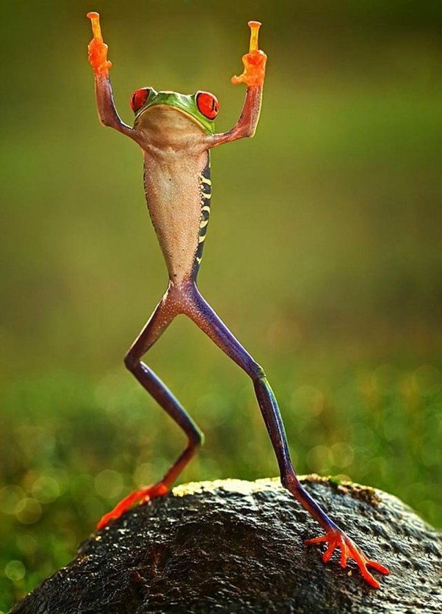 Frog-Funny-Two-Thumbs-Up-Image.jpg