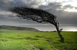 windswept tree.jpg
