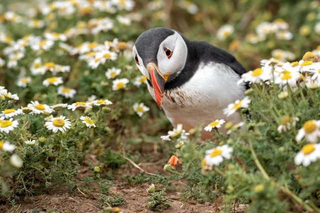 Puffin looking concerned.JPG