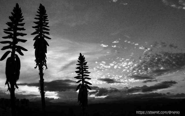 sunset-aloevera-bw01.jpg