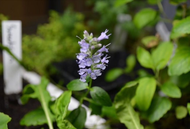 mint flowers.jpg