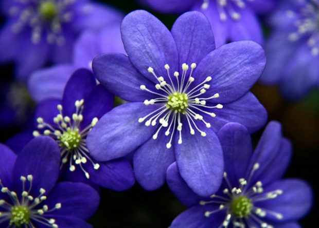 Blue-Flowers-620x444.jpg