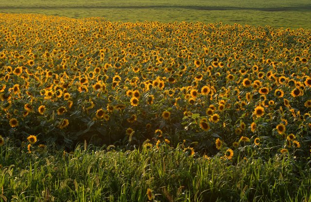 Sunflowers 2.jpg