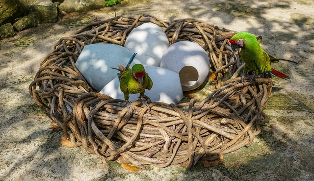 parrots birds tropical exotic nature park color.jpg