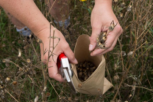 harvest seeds.jpg