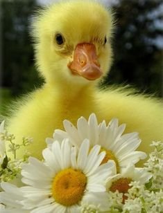 #colorchallenge Wednesday yellow bird and flower.jpg
