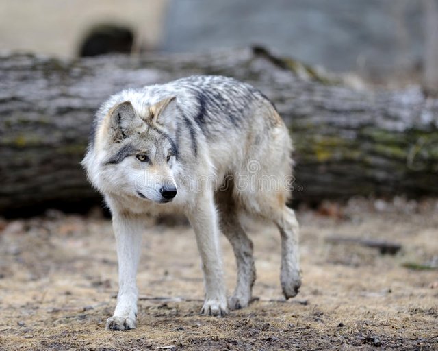 lobo-gris-mexicano-18705719.jpg