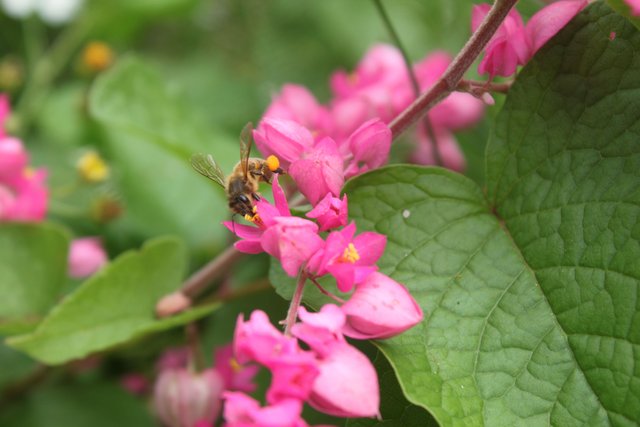 bee upclose side view.jpg