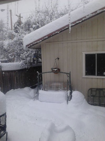 snowy-backyard.jpg