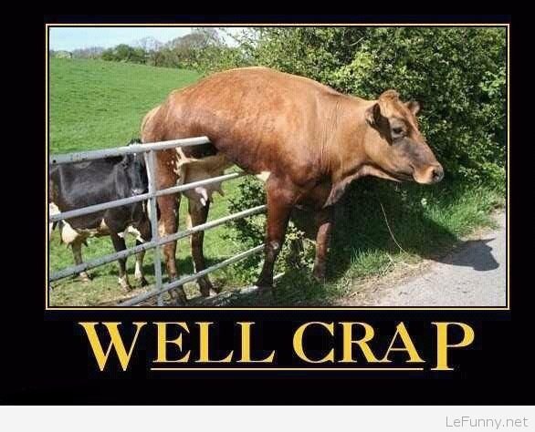 Funny-cow-stuck-in-a-fence.jpg