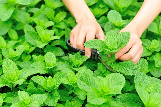 harvest-mint-plants-hand-scissors-cut-field-43549447.jpg