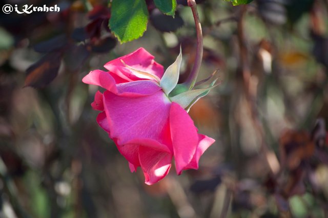 RED Flowers.jpg