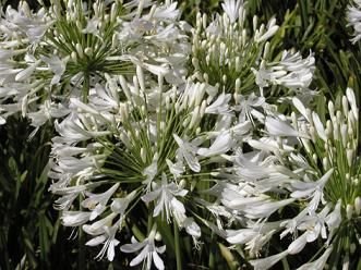 BeyazAgapanthus.jpg