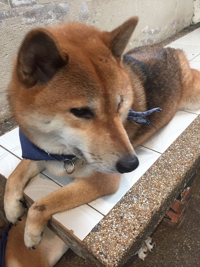 Shiba Inu5.jpg