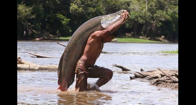 5ec68050-22c0-11e4-b898-c394758fe7f3_arapaima.jpg