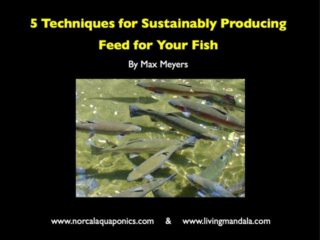 5_Ways_to_Sustainably_Feed_Your_Fish-1.jpg