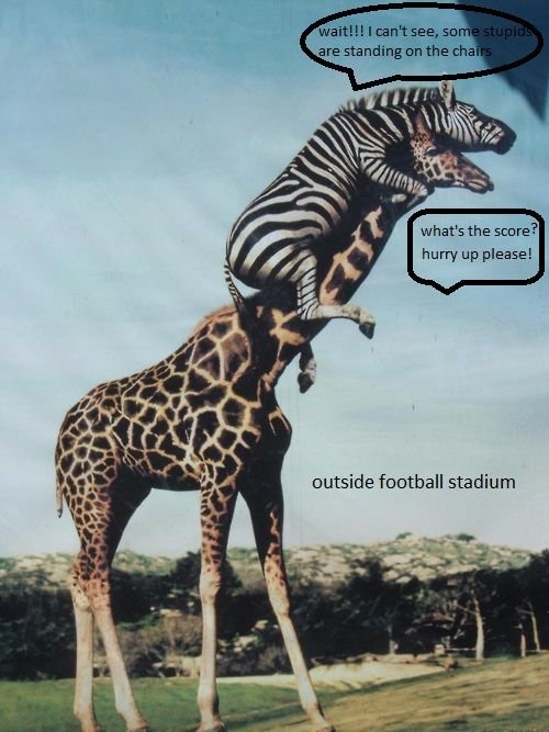 giraffe and zebra.jpg